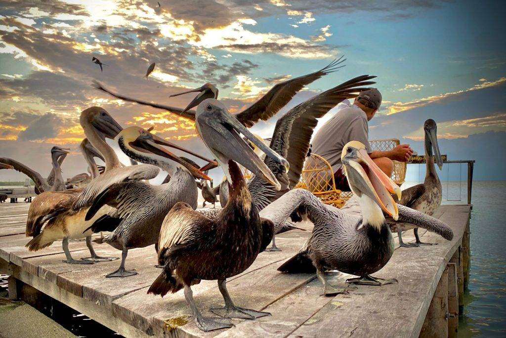 Tauchreise Belize | Pelikanen am Pier vom Iguana Reef Inn