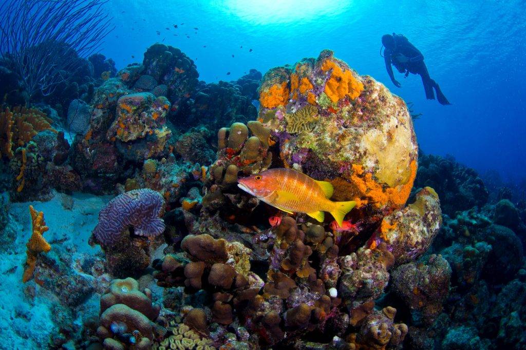 Tauchreise Bonaire | Schillernde Unterwasserwelt