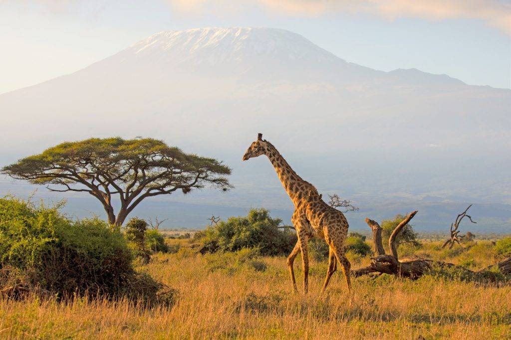 Tauchreise Kenia | Giraffe vor Kilimanjaro