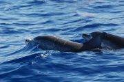 Tauchreise Azoren | Tauchschiff Blue Bay | Dreams of the Sea "Delfine"
