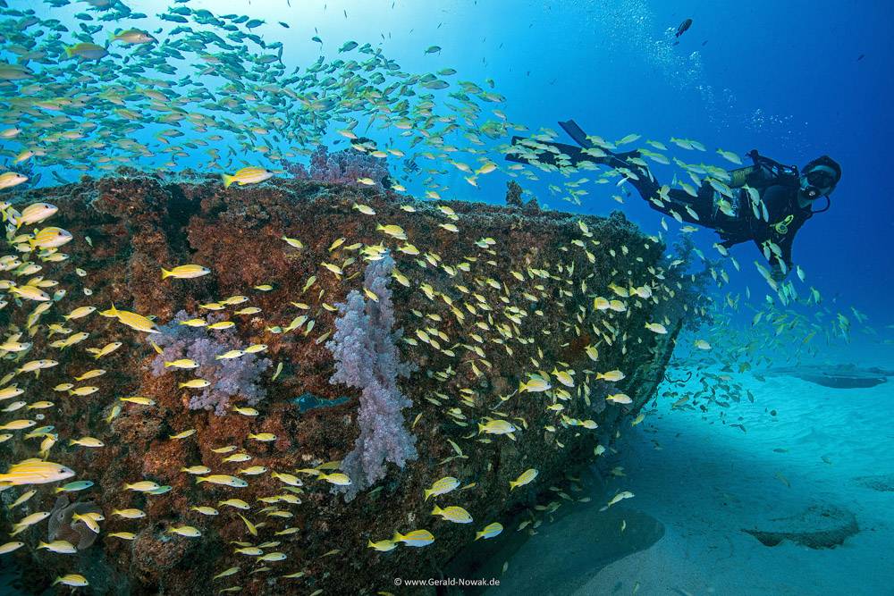 Tauchreise Rotes Meer/Ägypten | ORCA Dive Club Soma Bay | Unterwasserwelt