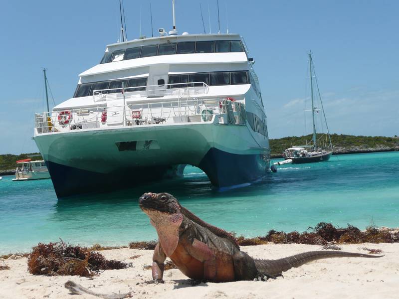 Tauchsafari Bahamas | Tauchschiff Aqua Cat | Leguan