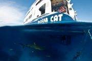 Tauchsafari Bahamas | Tauchschiff Aqua Cat | Bug