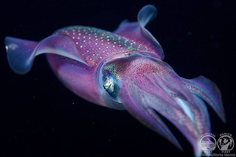 Tauchsafari Belize | Belize Squid Tintenfisch | Unterwasserwelt