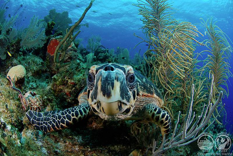 Tauchsafari Belize | Belize Meeresschildkröte