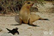 Tauchsafari Galapagos | Seelöwe