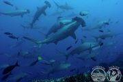 Tauchsafari Galapagos | Haie