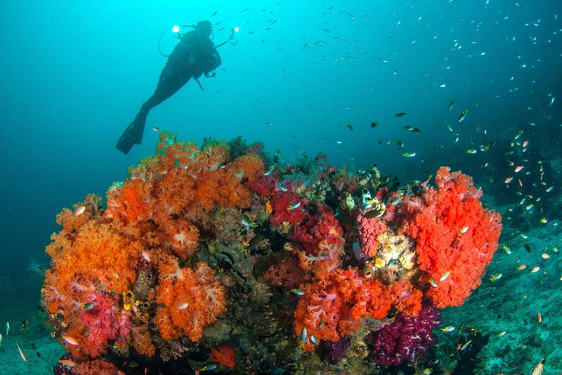 Tauchreise Indonesien | Papua Explorers Dive Resort | Korallen