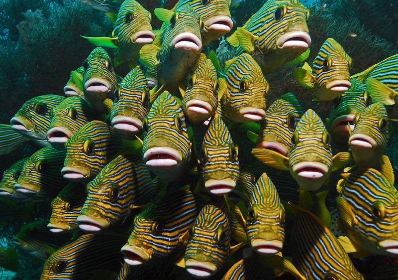 Tauchreise Indonesien | Papua Explorers Dive Resort | Bunte Unterwasserwelt