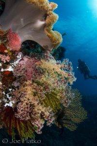 Tauchreise Philippinen Bohol | Amun Ini Tauchbasis | Unterwasser