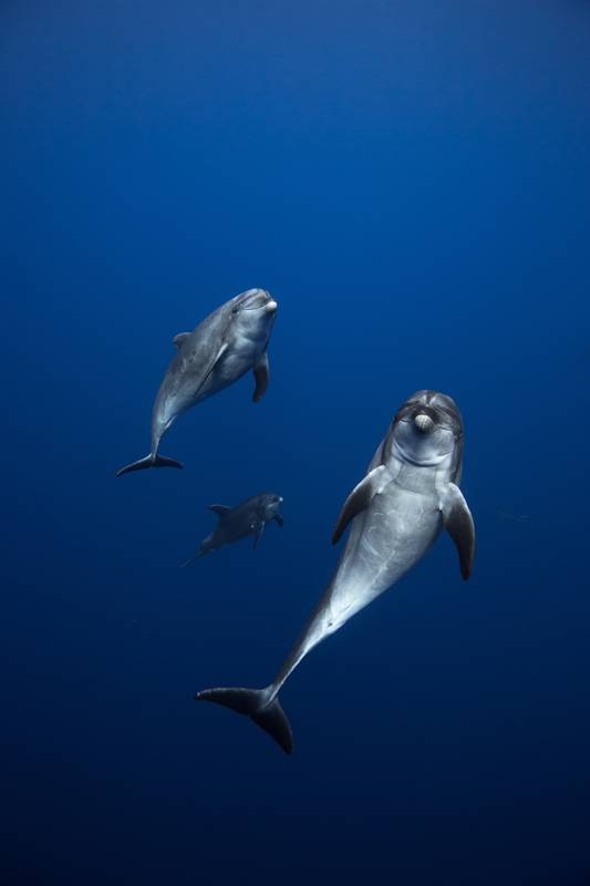 Tauchsafari Mexiko | Solmar V Tauchschiff | Delfine