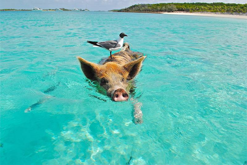 Tauchreise Bahamas (Paradise Island) | The Coral at Atlantis Hotel | Bahamas Schweine