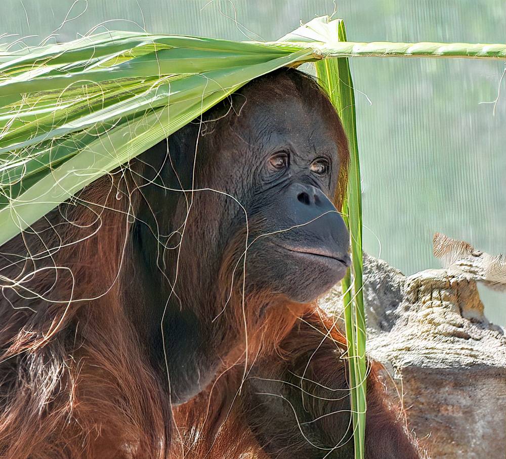 Borneo Orangutan Klein