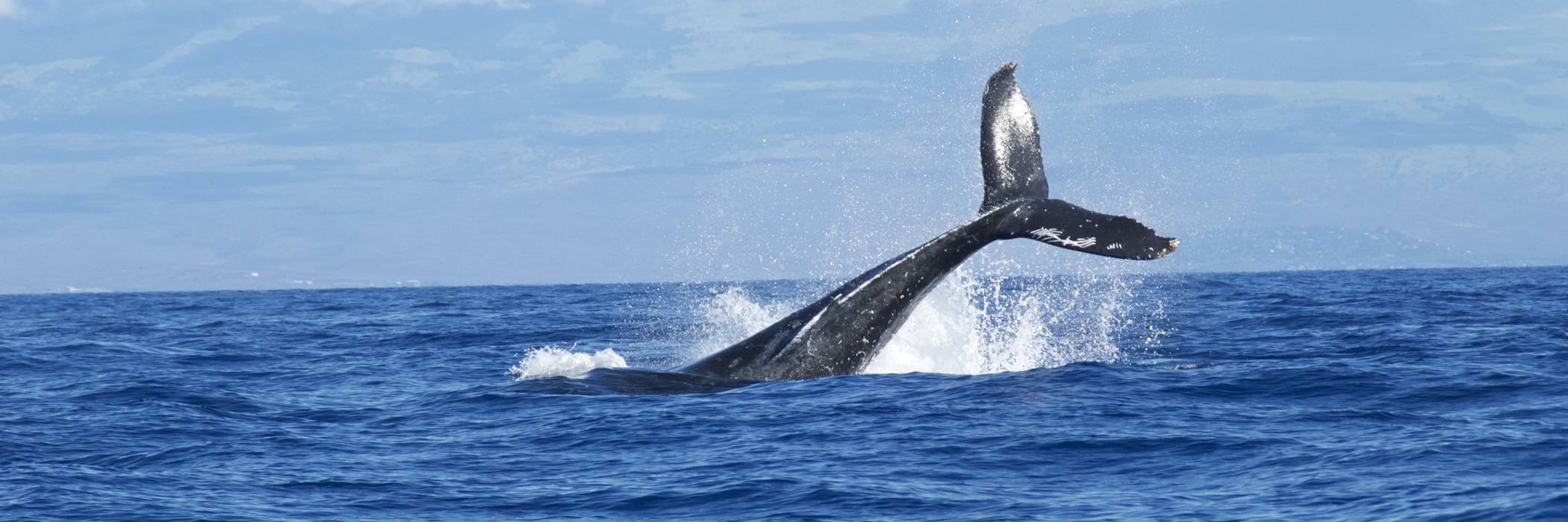 Sonderreisen & Expeditionen