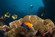 Tauchsafari Fidschi Inseln | Nai'a Tauchschiff  | Unterwasserwelt