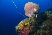 Tauchen Curacao Divers | Unterwasser