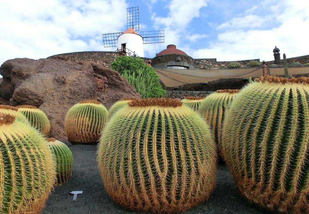 Tauchreise Lanzarote | Kakteen