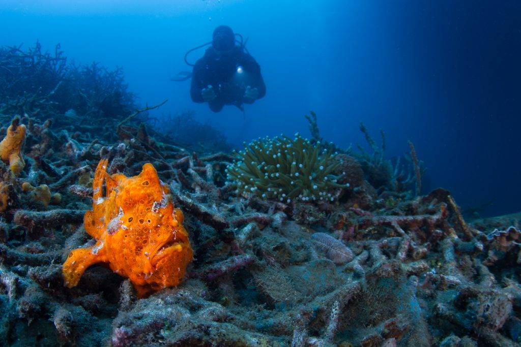 Indonesien Tauchreise | Lembeh Resort Dive | Unterwasserwelt
