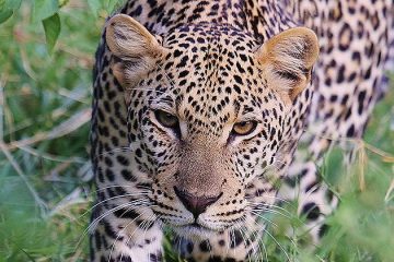 Tauchreise Kenia (Talek) | Mara Big Five Camp | Leopard
