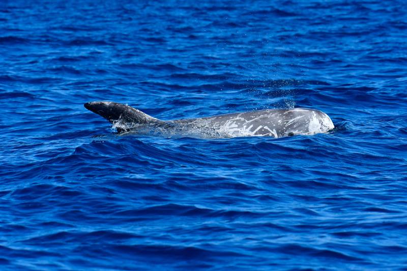 Tauchreisen Pico/Azoren | Narobla – ProWin ProNature Explorer Tauchschiff | Delfin