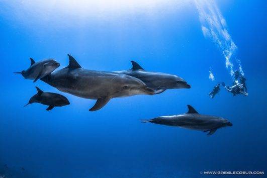 Galapagos Tauchsafari Tiburon Explorer Amp Landausfl Ge