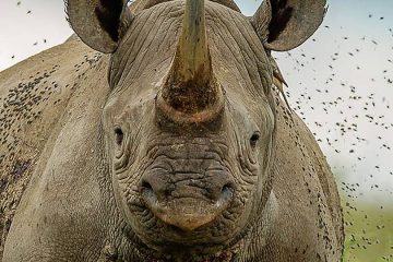 Tauchreise Kenia | Rhino Watch Safari Lodge | Nashörner