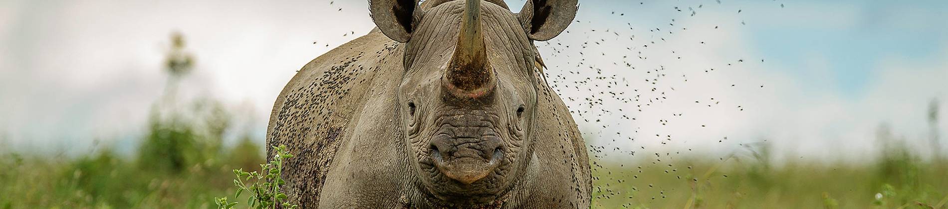 Tauchreise Kenia | Rhino Watch Safari Lodge | Nashörner
