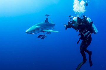 Ausstellung Giganten Des Atlantiks Tauchexpedition Azoren