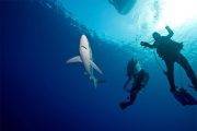 Sharkweeks Azoren Tauchreise