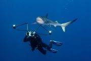 Sharkweeks Azoren Tauchreise