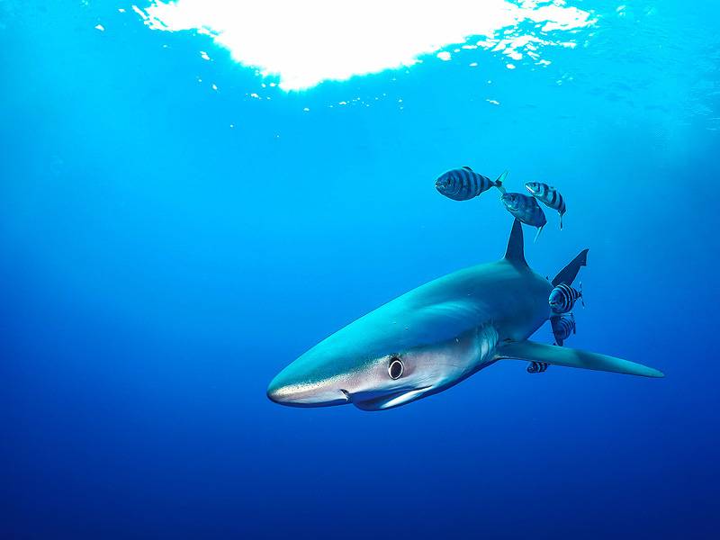 Sharkweeks Azoren Jpg