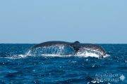 Tauchsafari Mexiko | Socorro Aggressor Tauchschiff | Guadaloupe und Socorro-Inseln: Wale
