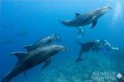 Tauchsafari Mexiko | Socorro Aggressor Tauchschiff | Guadaloupe und Socorro-Inseln: Unterwasserwelt