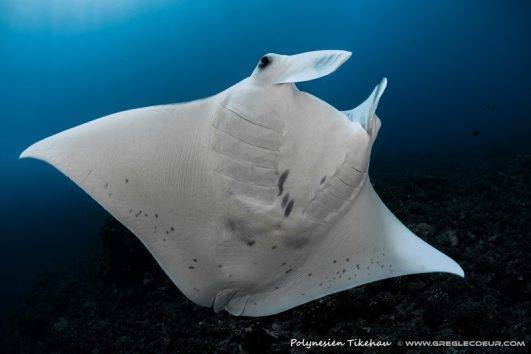 Insel Sal Tauchbasis Eco Dive School Cabo Verde