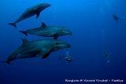 Tauchreise Frz. Polynesien (Rangiroa) | Top Dive Tauchbasis Fakarava | Delfine