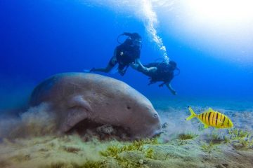 Tauchenreise Rotes Meer | Malikia Resort Abu Dabbab (Marsa Alam) | Blue Ocean Dive Center