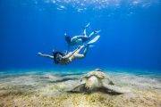 Tauchenreise Rotes Meer | Malikia Resort Abu Dabbab (Marsa Alam) | Meeresschildkröte