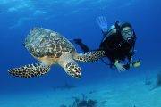 Tauchreise Bahamas | Stuart Cove's Dive Tauchcenter | Seaturtke