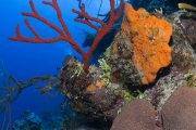 Tauchreise Bahamas | Stuart Cove's Dive Tauchcenter | Korallen