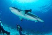 Tauchreise Bahamas | Stuart Cove's Dive Tauchcenter | Haitauchen