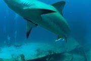 Tauchreise Bahamas | Stuart Cove's Dive Tauchcenter | Haie & Wracks