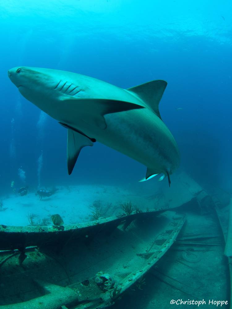 Tauchreise Bahamas | Stuart Cove's Dive Tauchcenter | Haie & Wracks