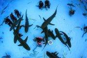 Tauchreise Bahamas | Stuart Cove's Dive Tauchcenter | Kamerafilmen mit Haien