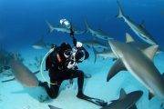 Tauchreise Bahamas | Stuart Cove's Dive Tauchcenter | Haie