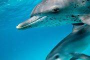 Tauchreise Bahamas | Stuart Cove's Dive Tauchcenter | Delfine