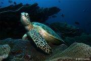 Tauchreise Indonesien (Sulawesi) | Bastianos Bunaken Dive Resort | Meeresschildkröten