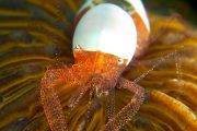 Sulawesi Bastianos Froggies Lembeh