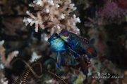 Sulawesi Bastianos Froggies Lembeh