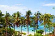 Tauchreise Philippinen/Bohol | Amun Ini Beach Resort & Spa | Sandstrand mit Kokospalmen