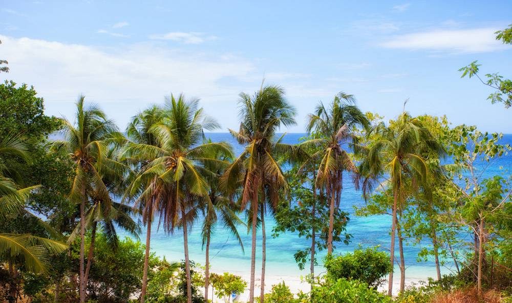 Tauchreise Philippinen/Bohol | Amun Ini Beach Resort & Spa | Sandstrand mit Kokospalmen